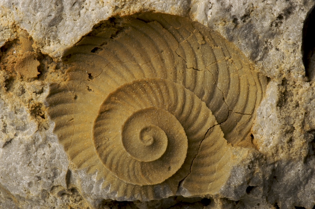 fossile esercizi bienergetica